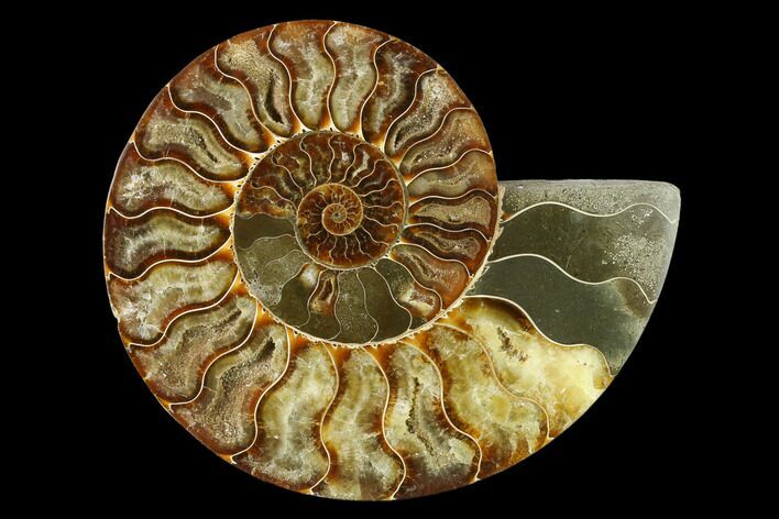 Agatized Ammonite Fossil (Half) - Madagascar #135287